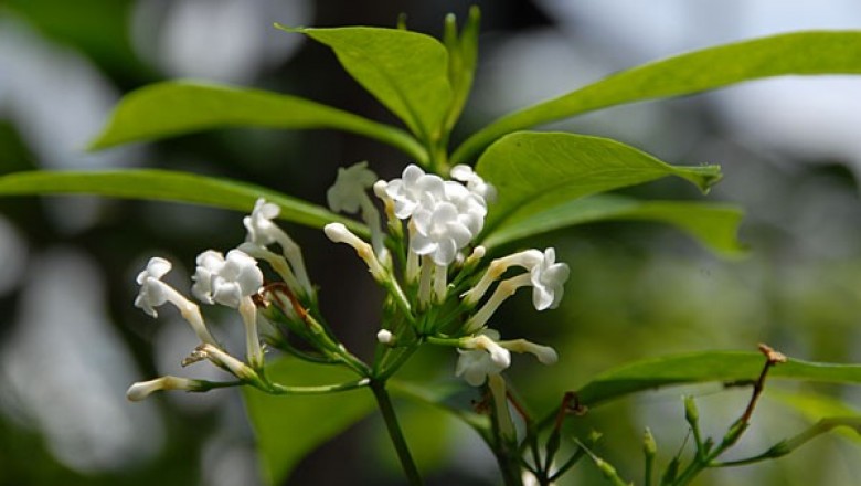 Cây Ba gạc Vân Nam. Rauvolfia yunnanensis Tsiang - Cây Thuốc Nam Quanh Ta